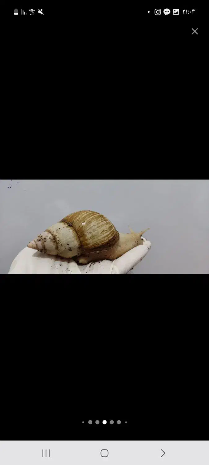 حلزون تخم گزار|خزنده|راین, |دیوار