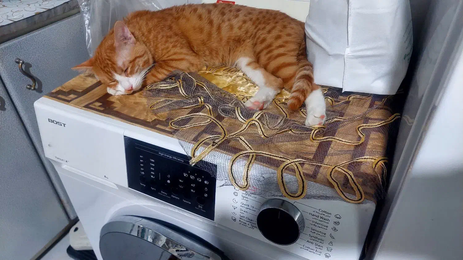 گربه نر dsh|گربه|اصفهان, پوریای ولی|دیوار