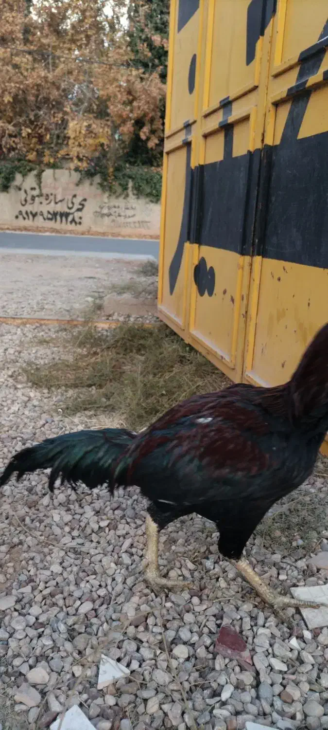 خروس و مرغ لاری|حیوانات مزرعه|شیراز, گویم|دیوار