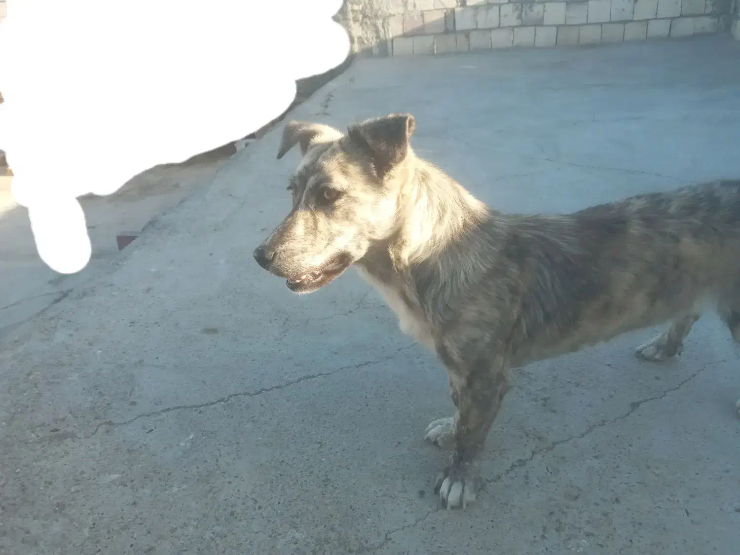 سگ ماده|سگ|زابل, |دیوار