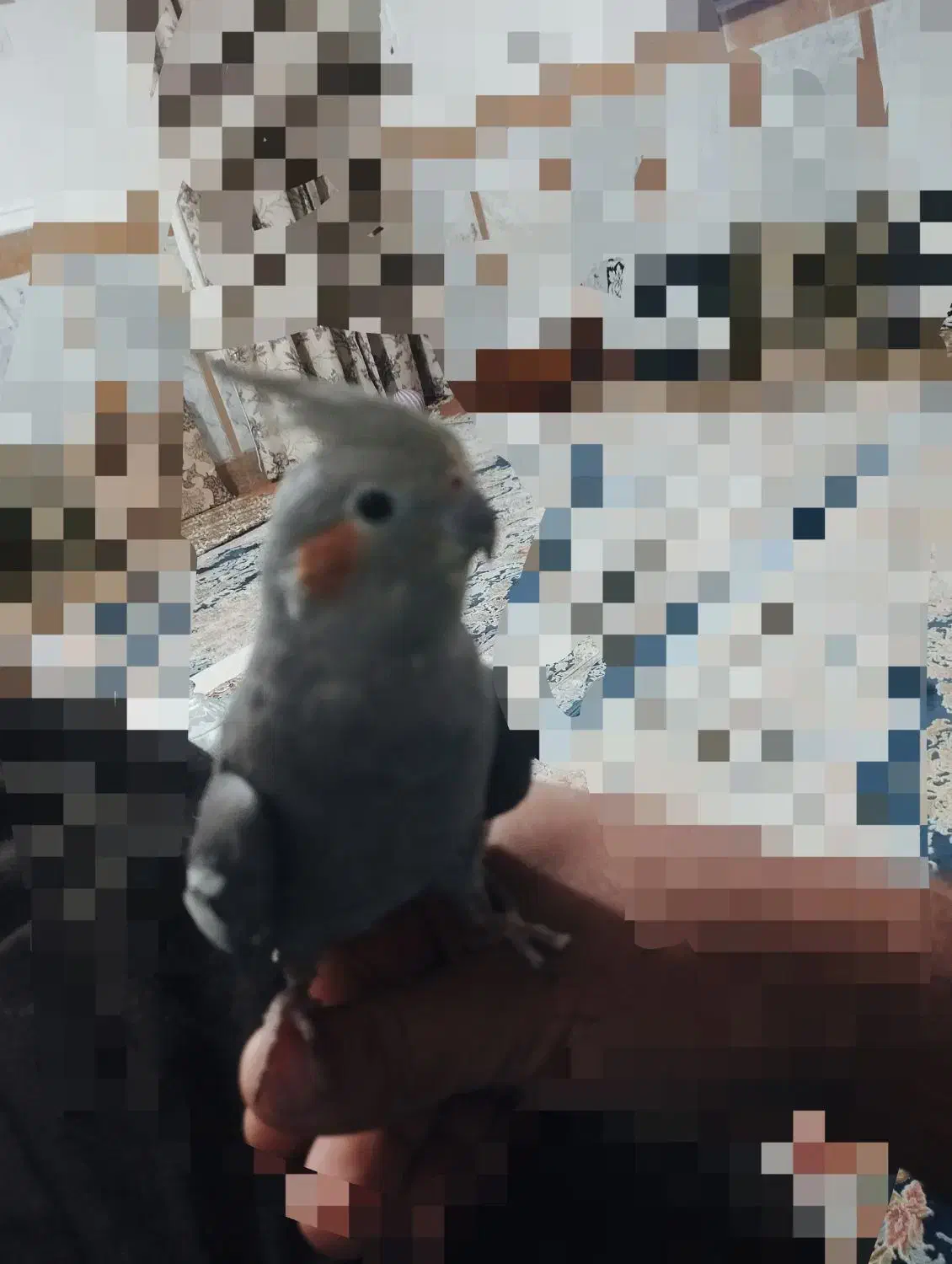 عروس هلندی ماده|پرنده|سراوان, |دیوار