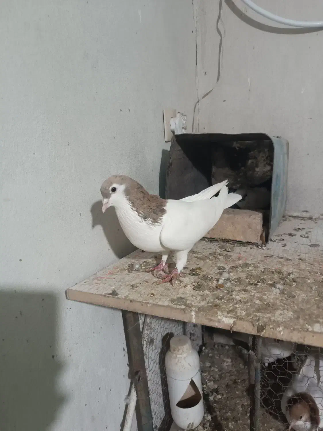 خال هفرنگ نر|حیوانات|سبزوار, شهدا|دیوار