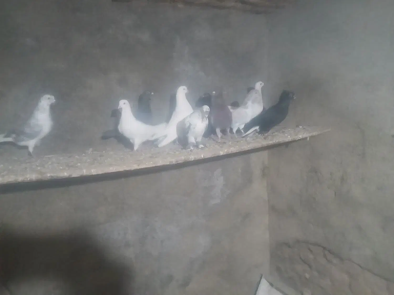 کفتر|پرنده|بشاریات, |دیوار