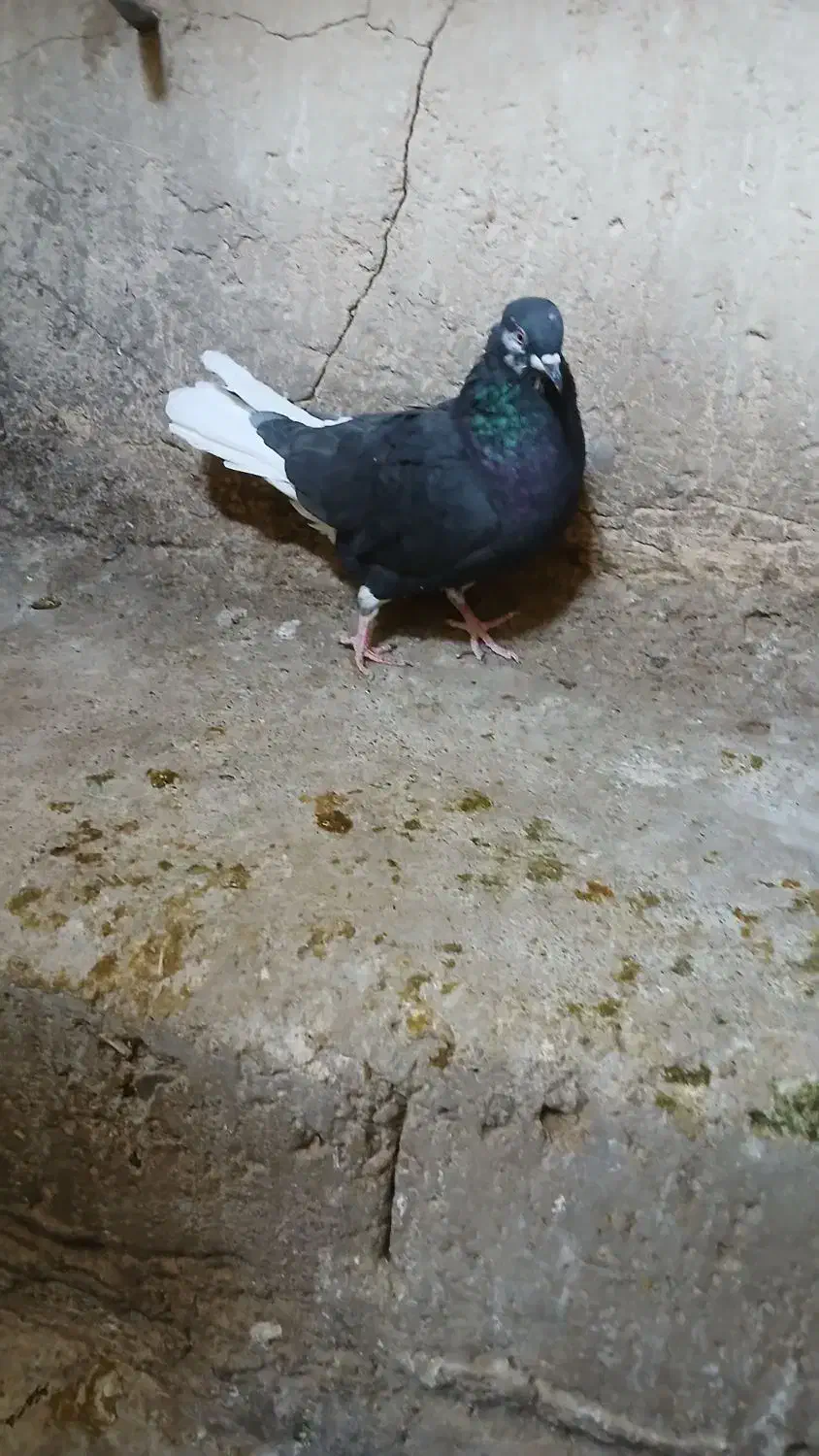 کبوتر دم سفید|پرنده|دیواندره, |دیوار