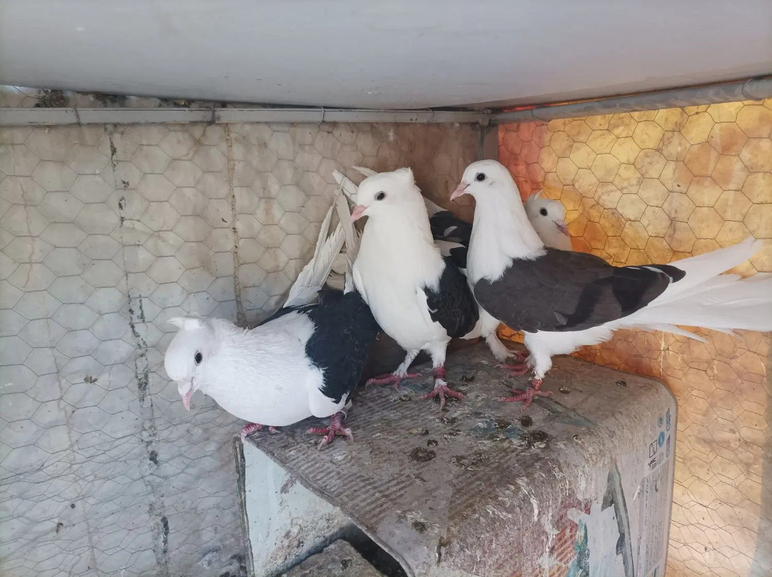کفتر|پرنده|نجفآباد, حومه نجف آباد|دیوار