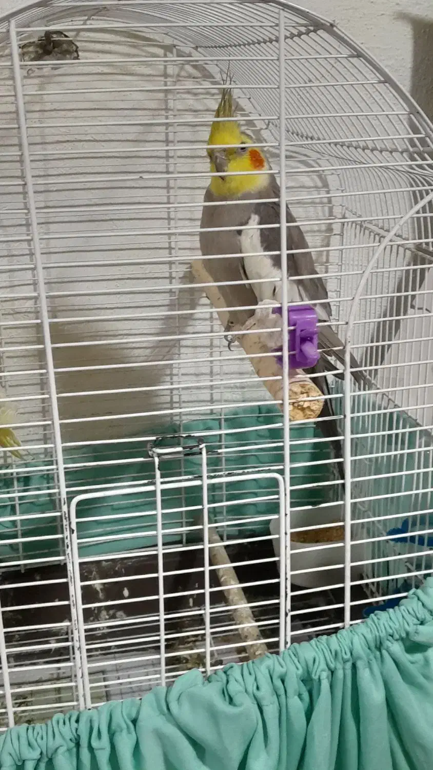 تعدادی پرنده برای فروش|پرنده|رشت, کوی امام رضا|دیوار