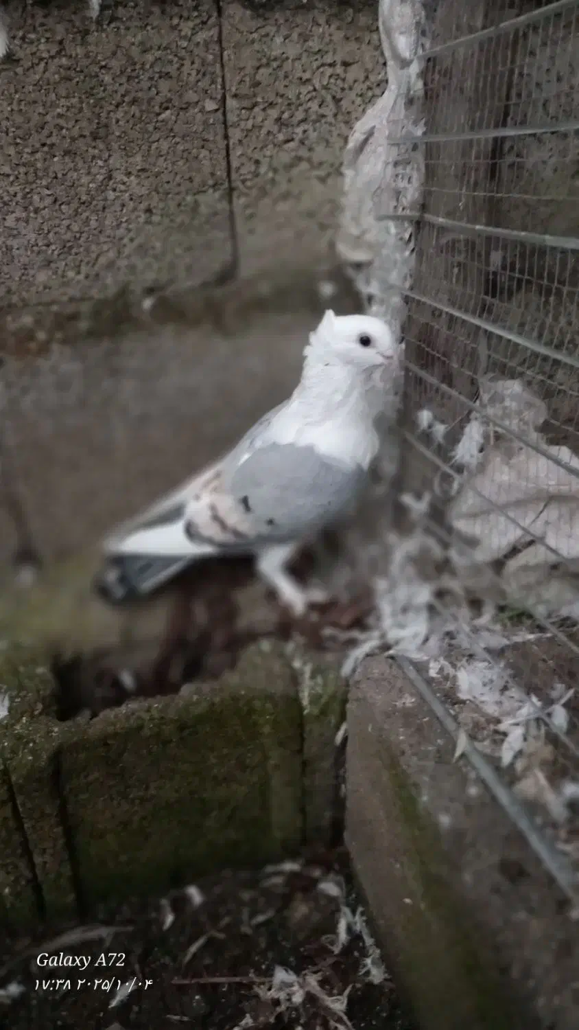 یک جفت کبوتر بلژیکی|پرنده|ماسال, |دیوار