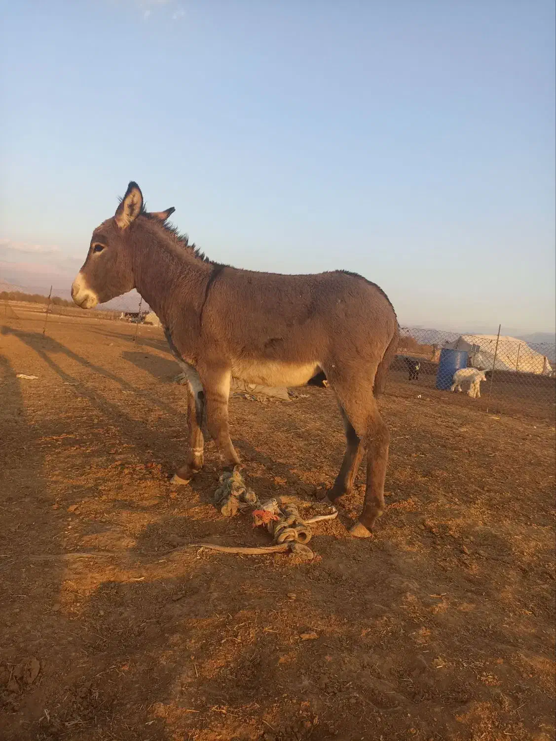 خر گله ای|حیوانات مزرعه|فیروزآباد (لرستان), |دیوار