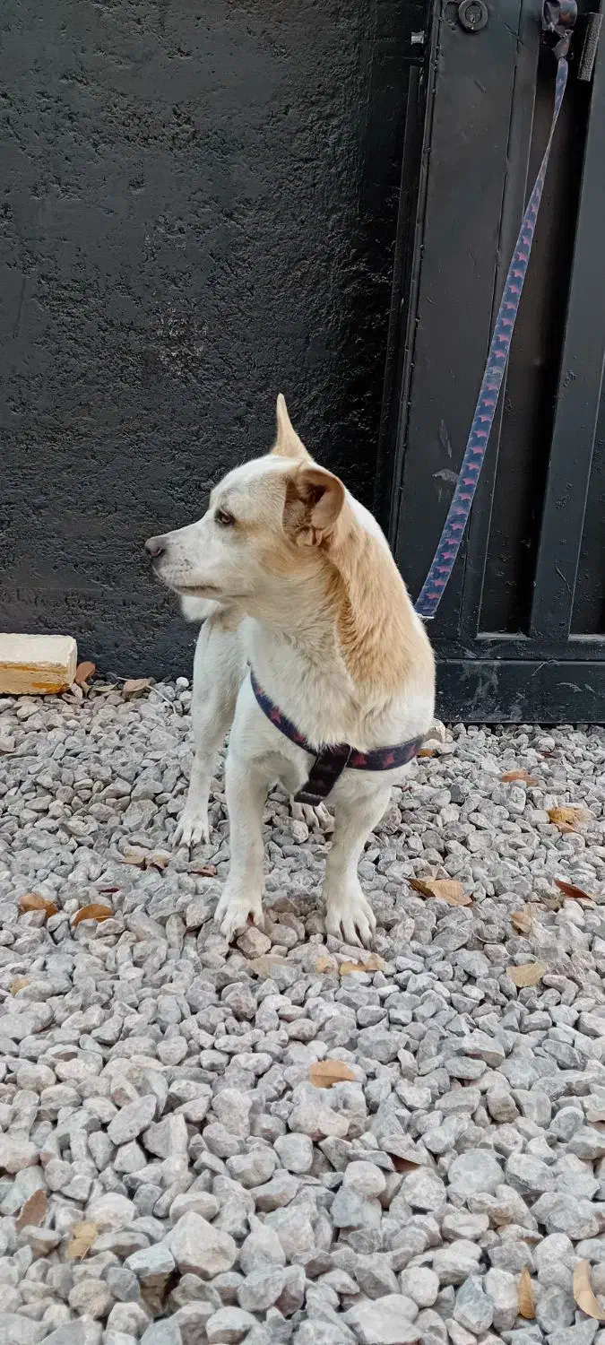 سگ اشپیتز|سگ|یزد, |دیوار