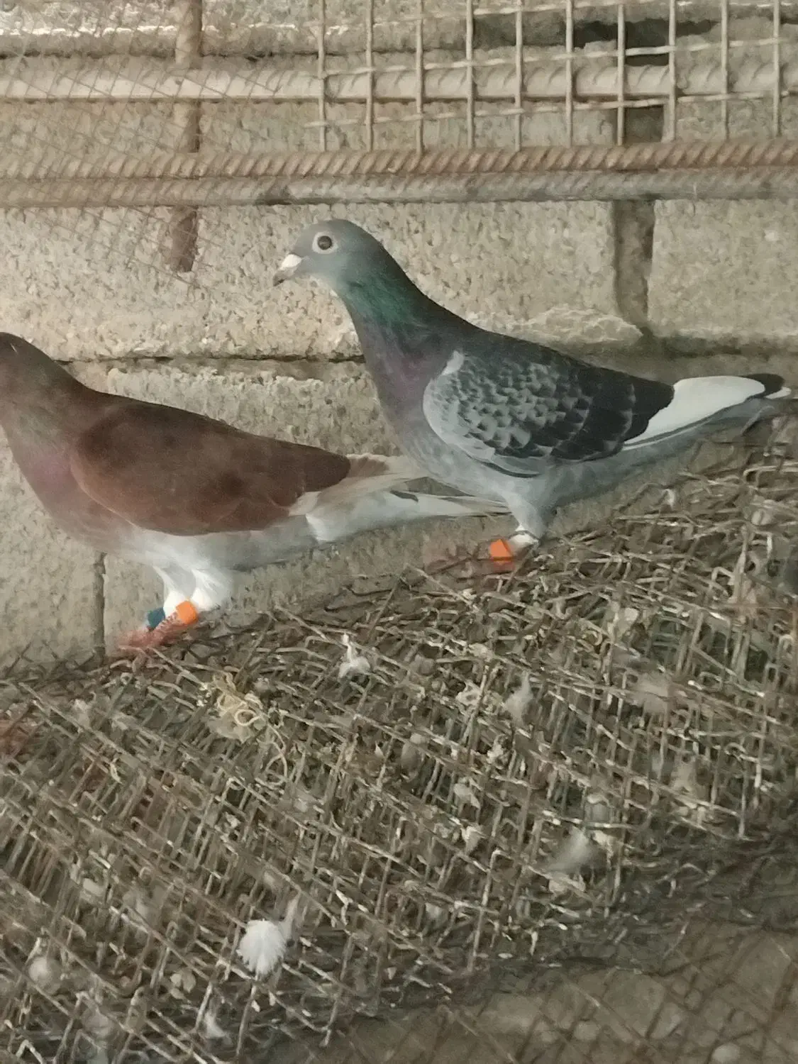 پلاکی|پرنده|شادگان, |دیوار