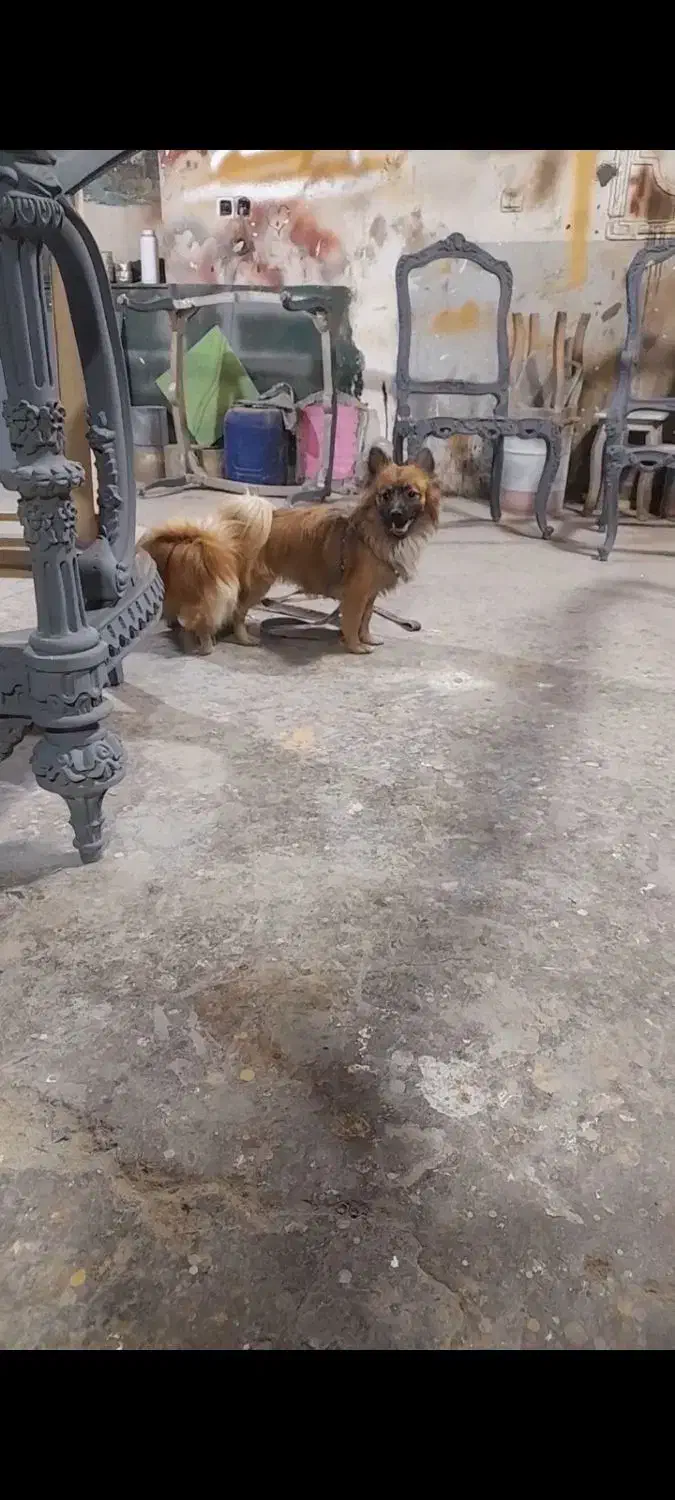 گمشده|حیوانات|تویسرکان, |دیوار