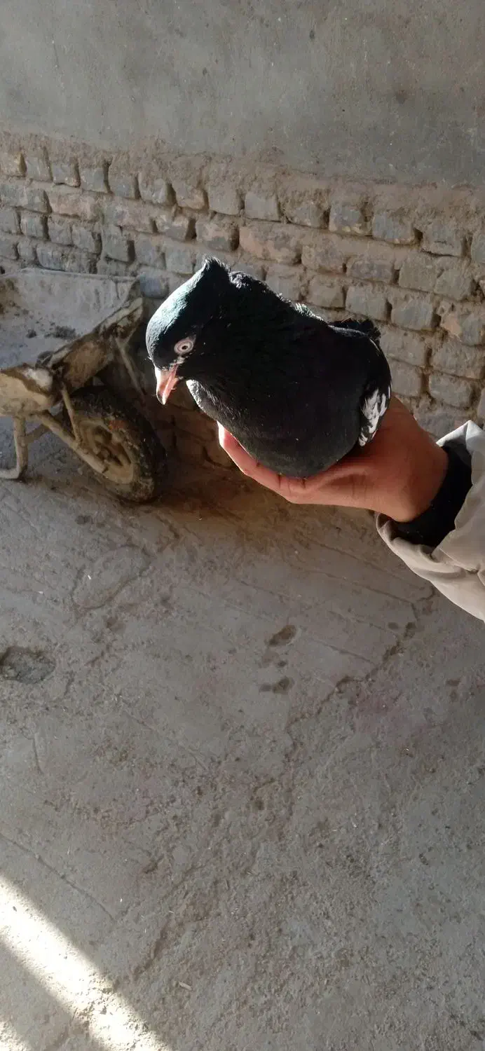 کفتر|پرنده|نصر آباد, |دیوار