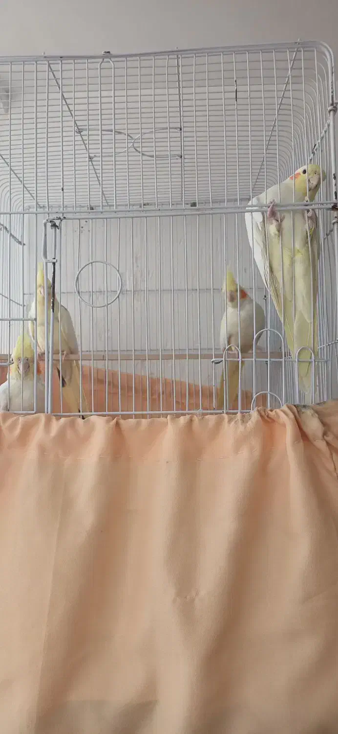 عروس هلندی|پرنده|اردبیل, |دیوار