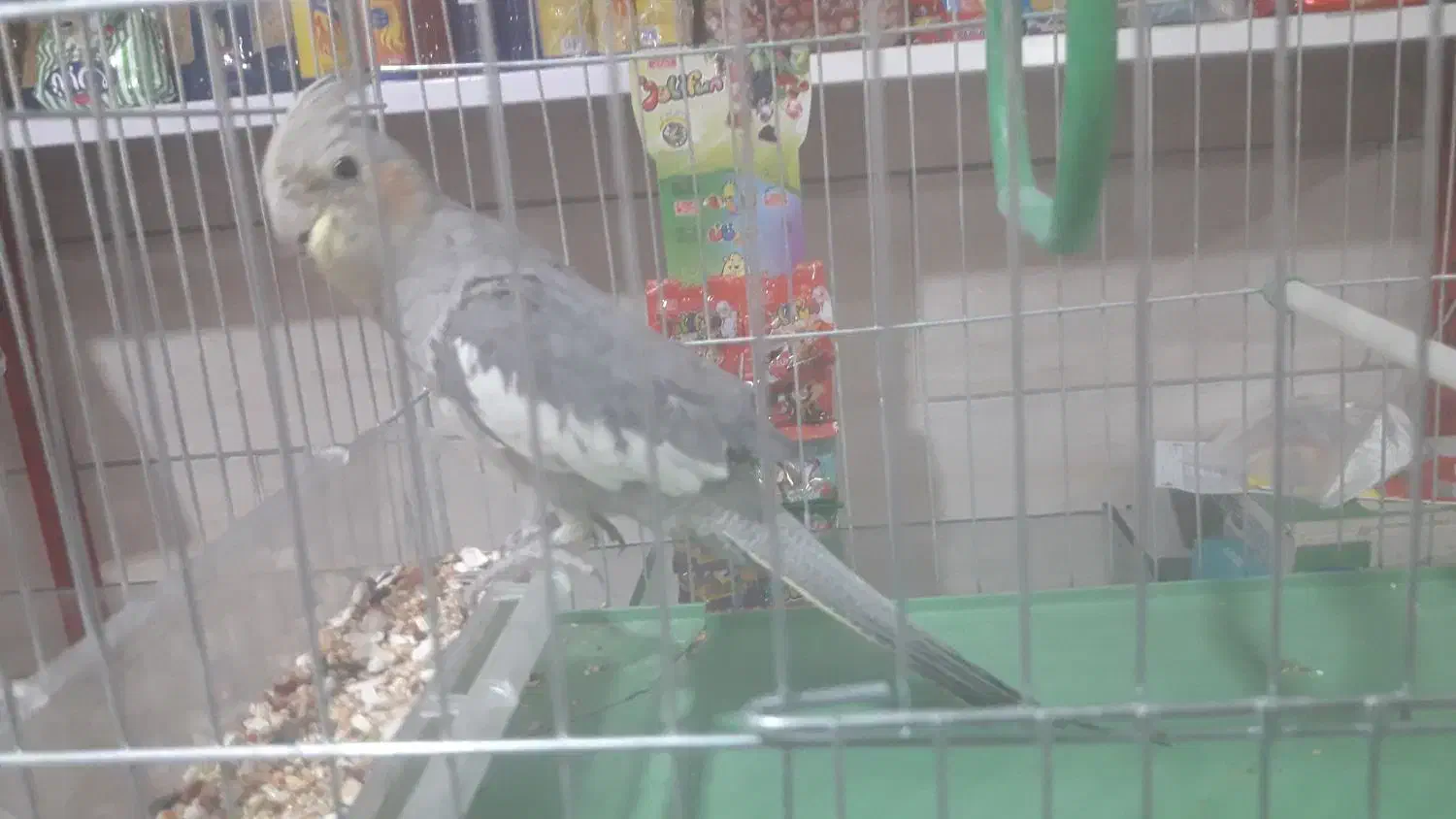 عروس هلندی|پرنده|خرمآباد, |دیوار