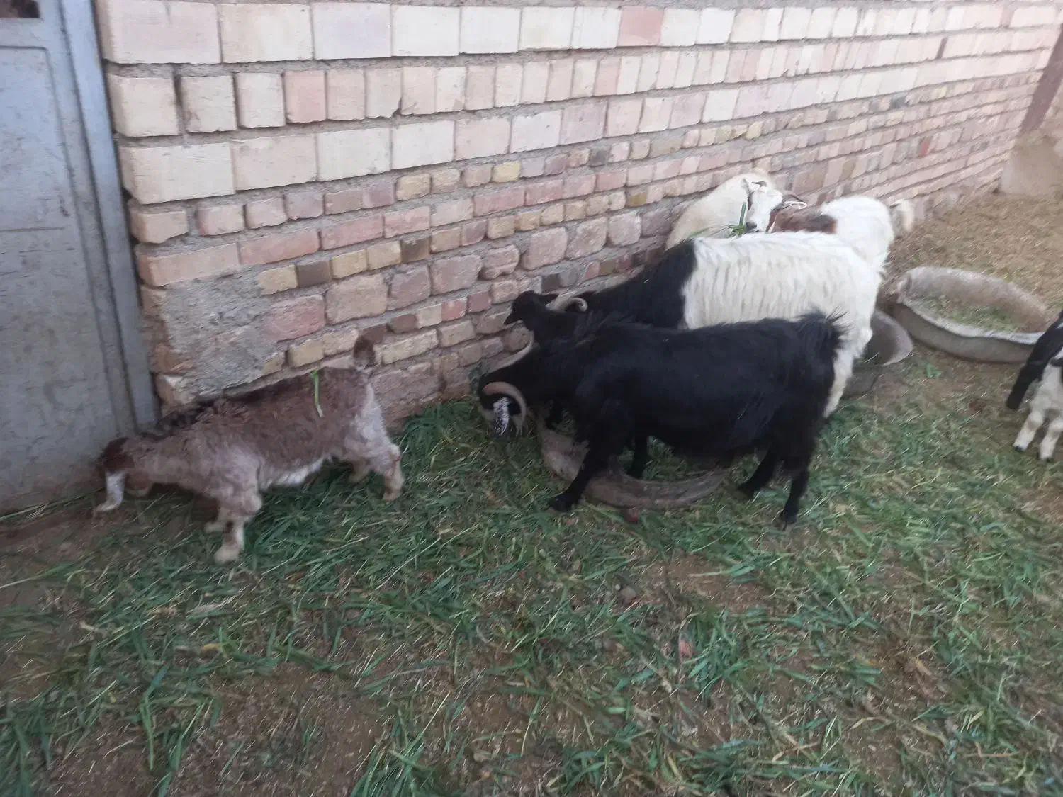 گوسفند فروشی|حیوانات مزرعه|خوسف, |دیوار