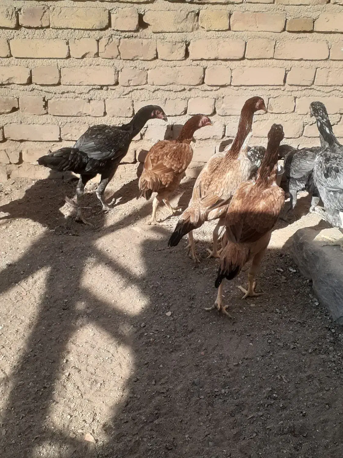 اوشامو|عمده‌فروشی|قزوین, |دیوار