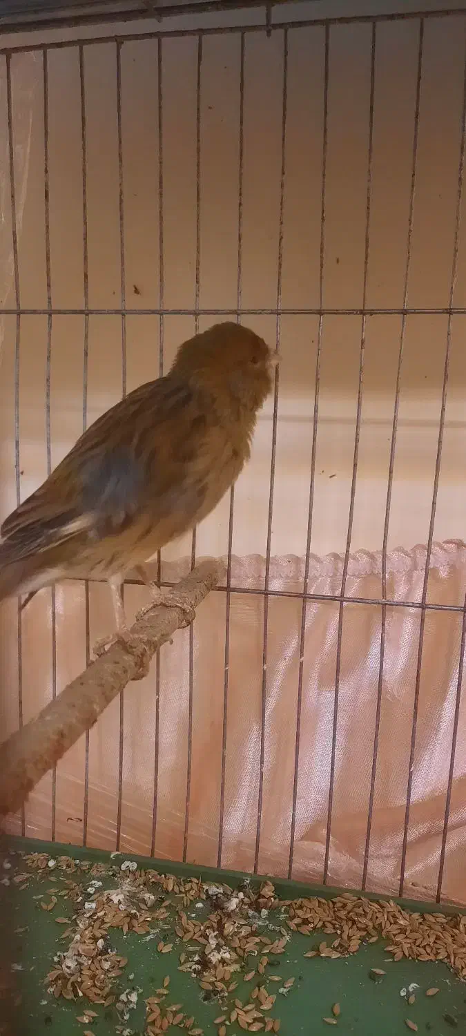 قناری نر و ماده|پرنده|تهران, هاشمی|دیوار