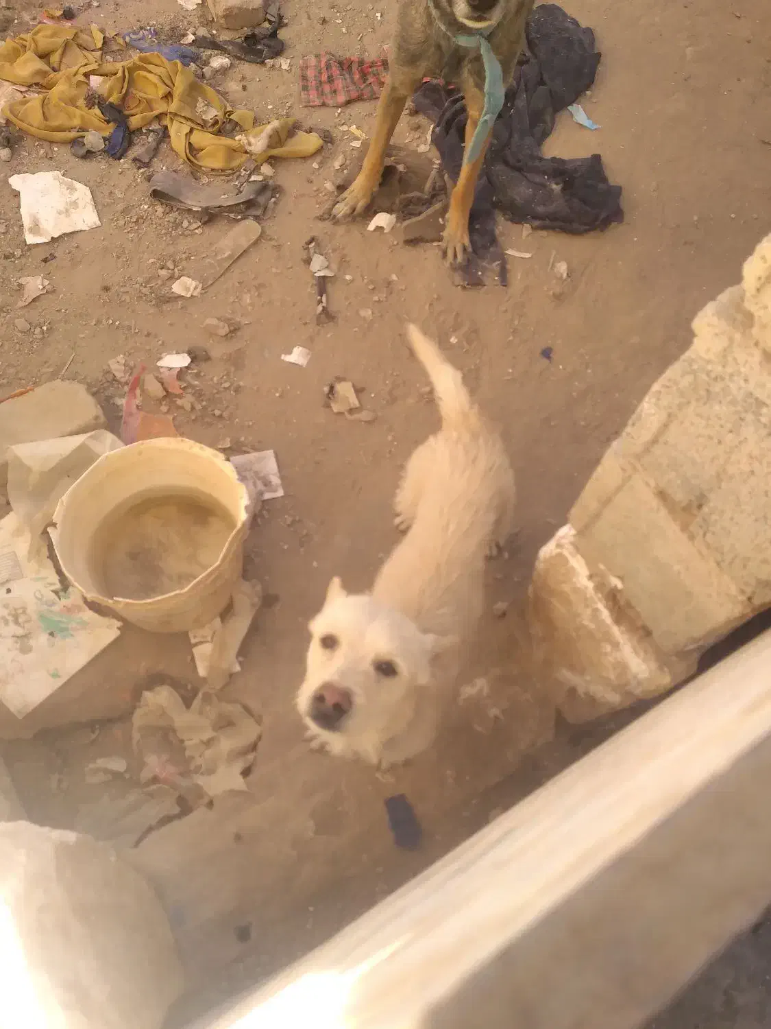 سگ قابل معاوضه باچی زی ک بدردم وخوره|سگ|کرمان, |دیوار