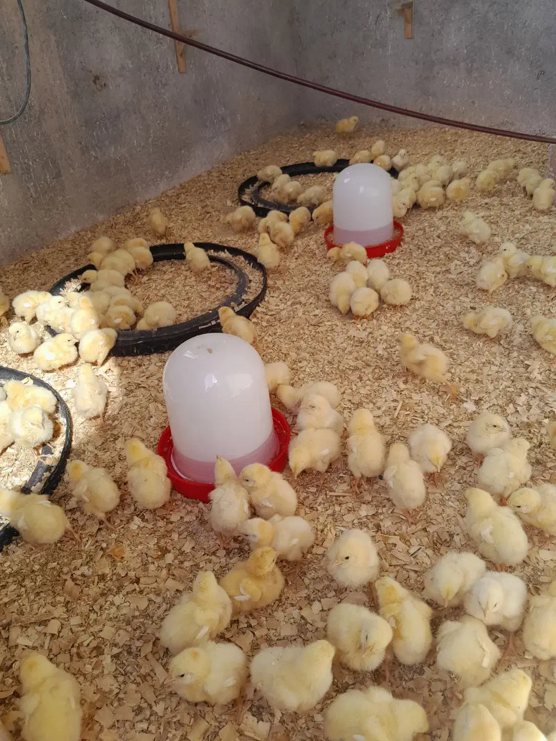 جوجه گوشتی|حیوانات مزرعه|شیروان (خراسان), |دیوار