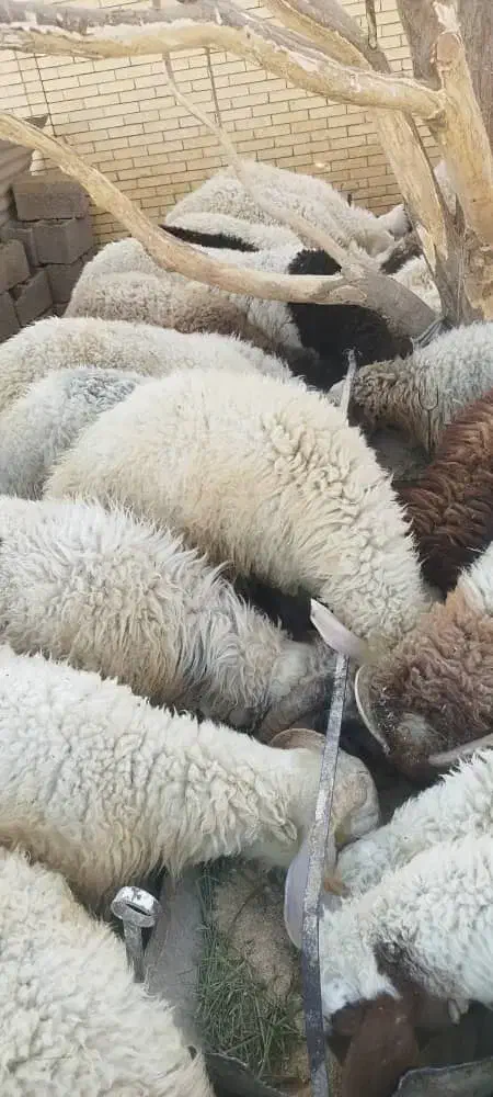 بره بومی پروار شده|حیوانات مزرعه|حمیدیا, |دیوار