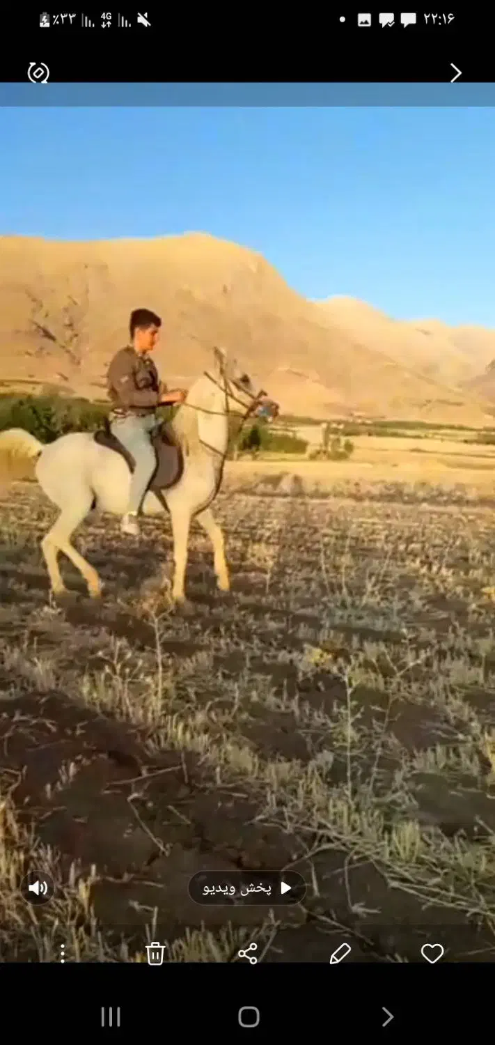 فروش اسب|اسب و تجهیزات اسب‌سواری|اردل, |دیوار