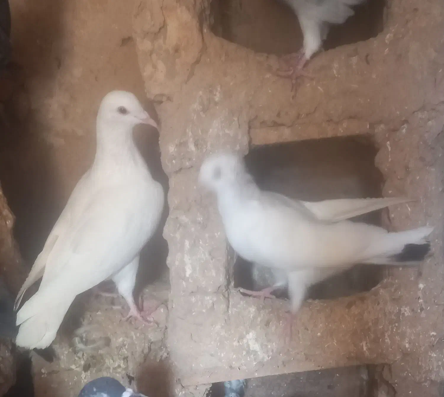 کبوتر|پرنده|چناران, |دیوار