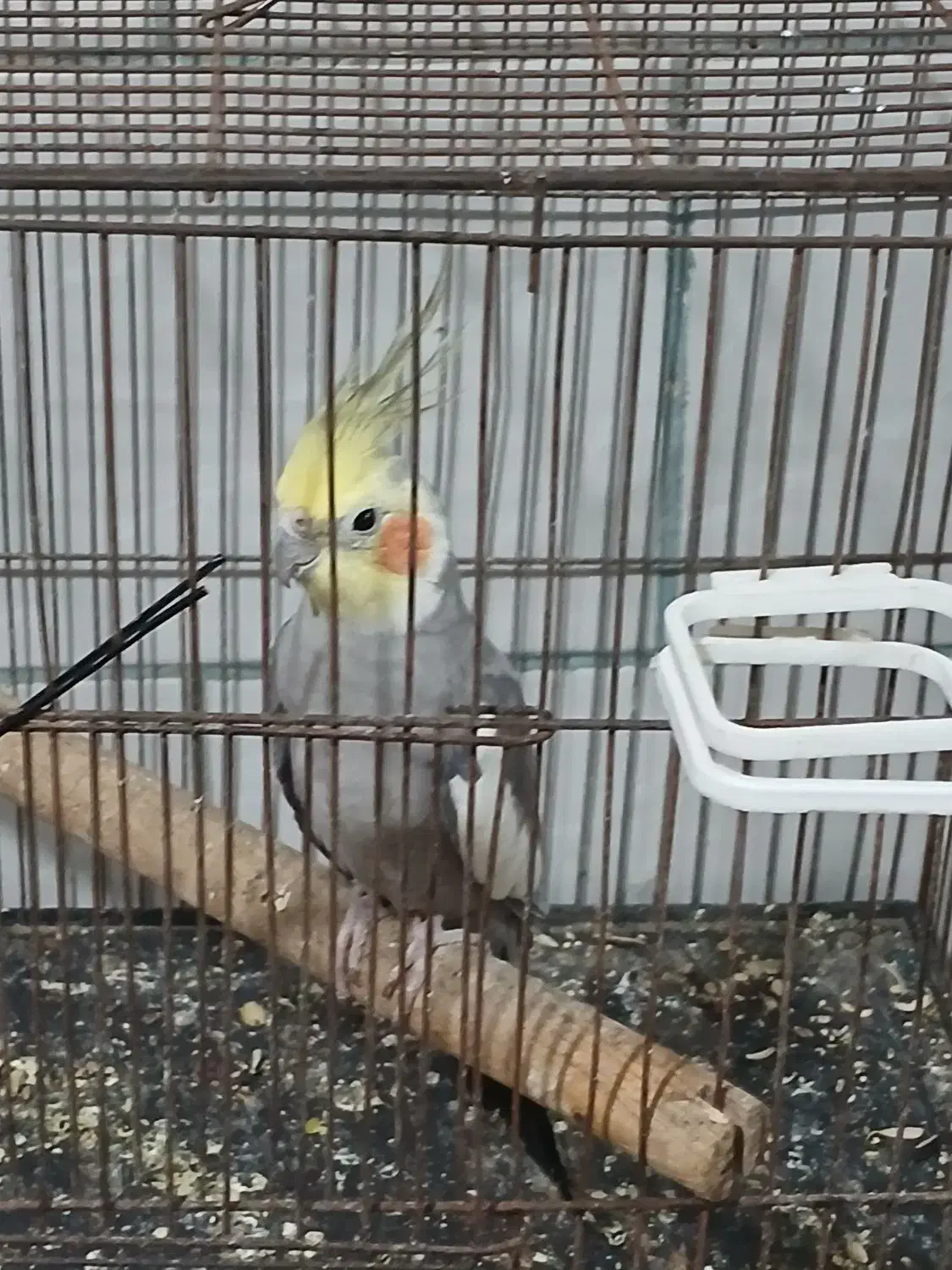 طوطی عروس هلندی  مولد|پرنده|نگار, |دیوار