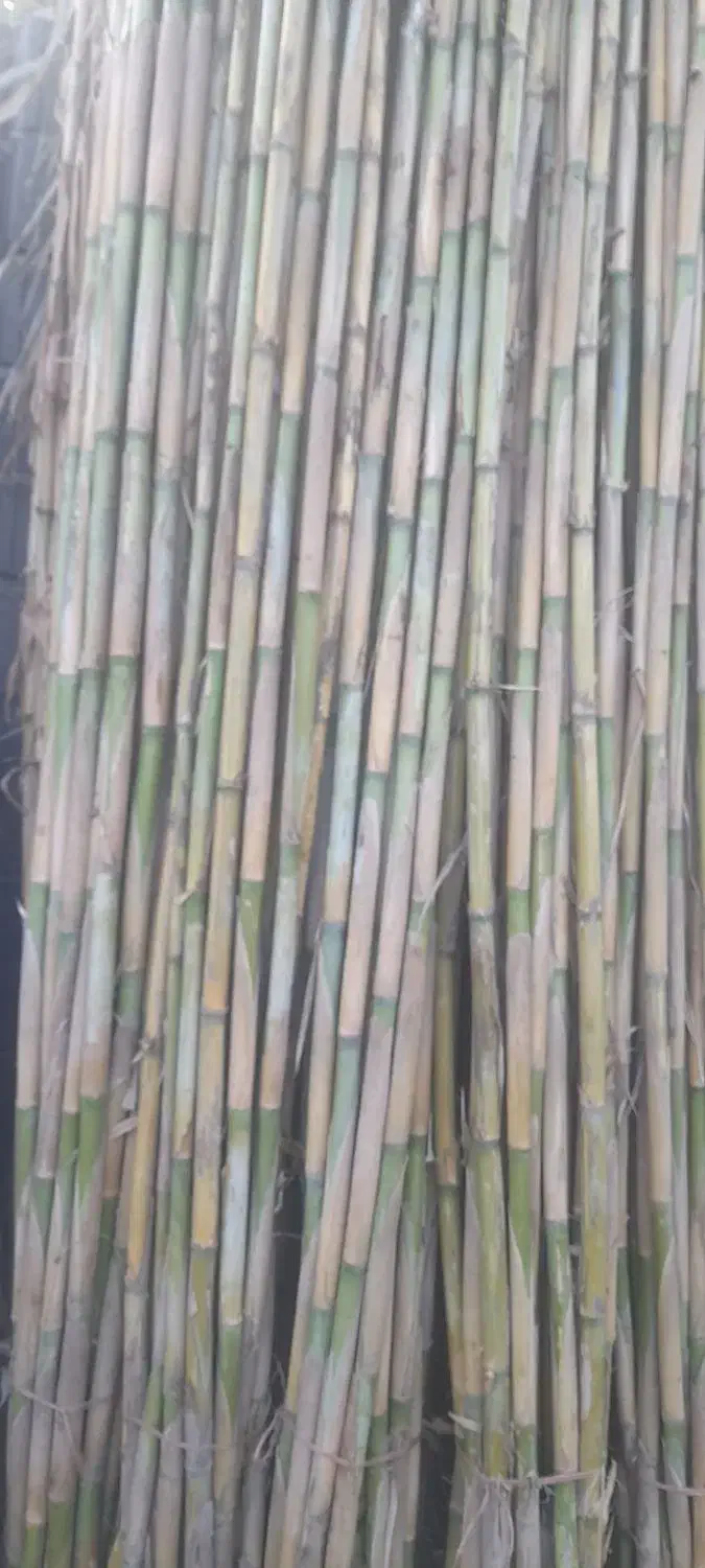 نی درشت|عمدهفروشی|سنگدوین, |دیوار