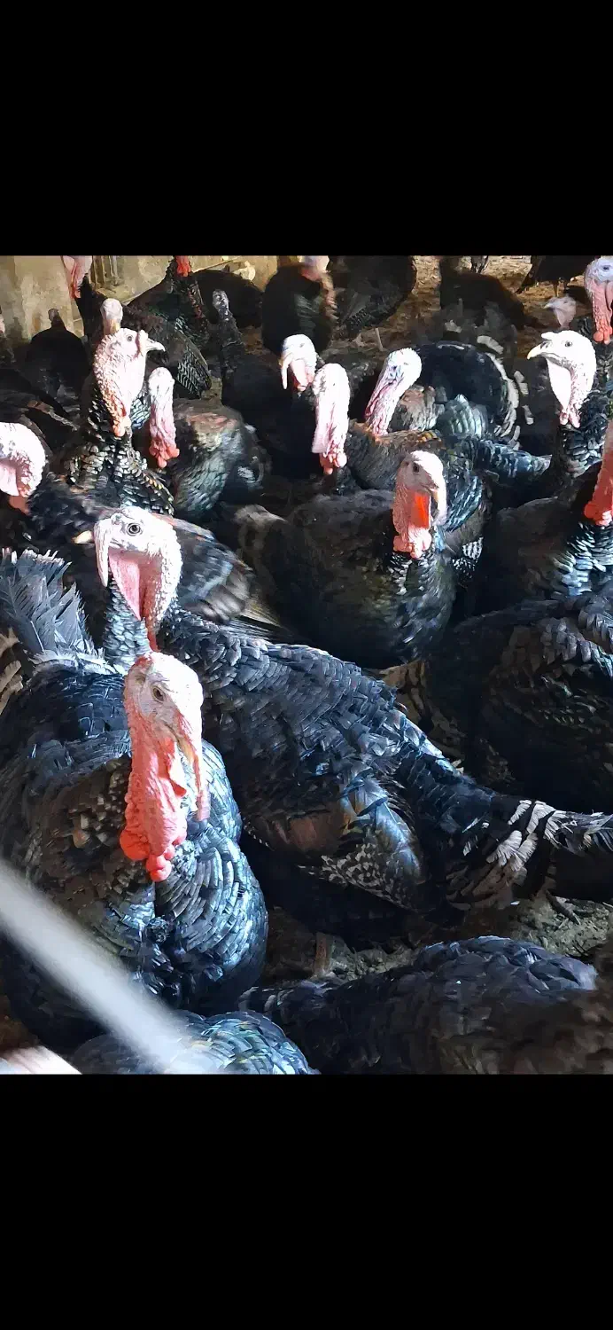 فروش بوقلمون با کیفیت بالای گوشت|حیوانات مزرعه|ابهر, |دیوار