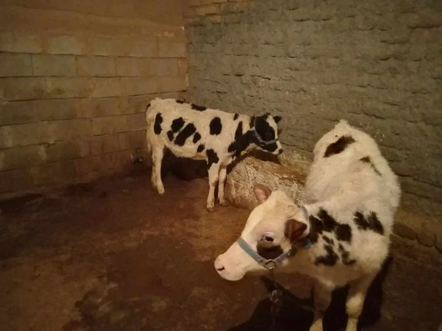 چهار عدد گوساله جنس درجه یک|حیوانات مزرعه|کوهدشت, |دیوار