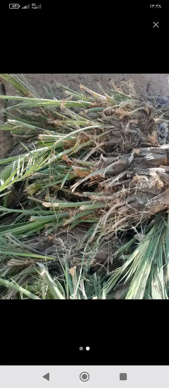 فروش درخت مضافتی|گل و گیاه طبیعی|نرماشیر, |دیوار