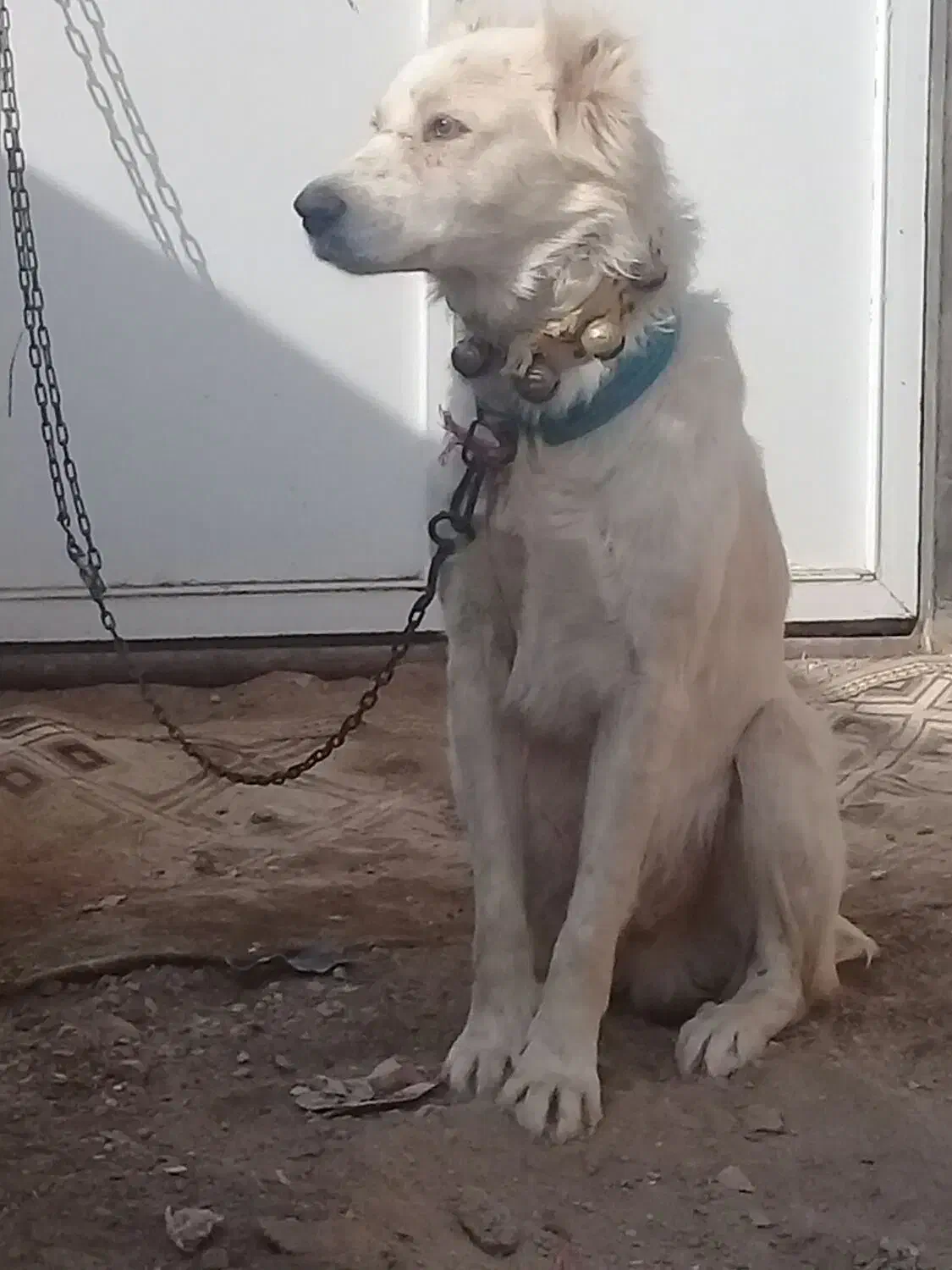 سگ گله ای دهن پاک|سگ|قم, شهرک طالقانی|دیوار