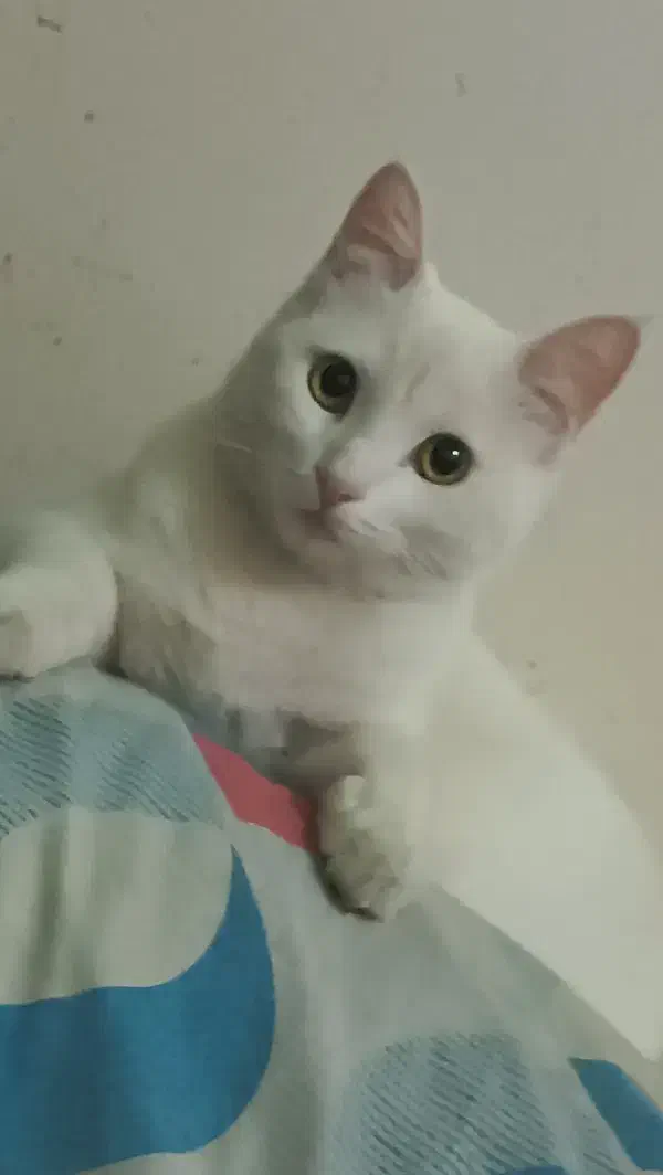 گربه نژاد تورکیش|گربه|نیشابور, بنیاد شهید|دیوار