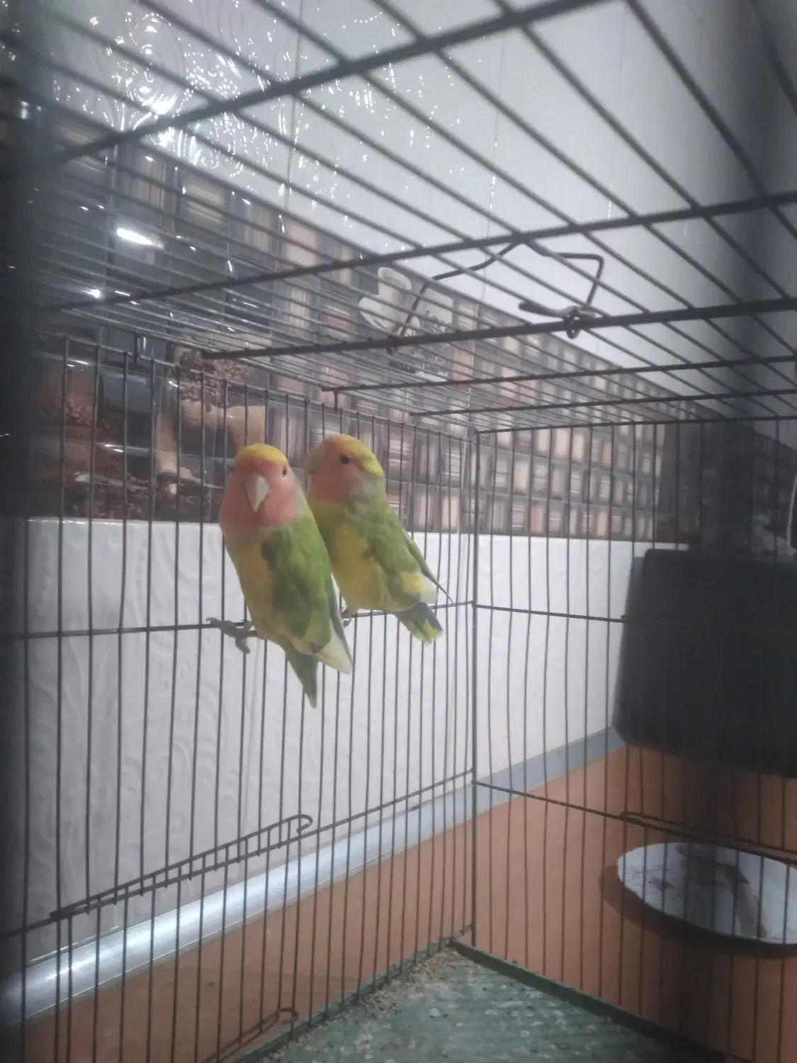 طوطی برزیلی|پرنده|قره چای, |دیوار