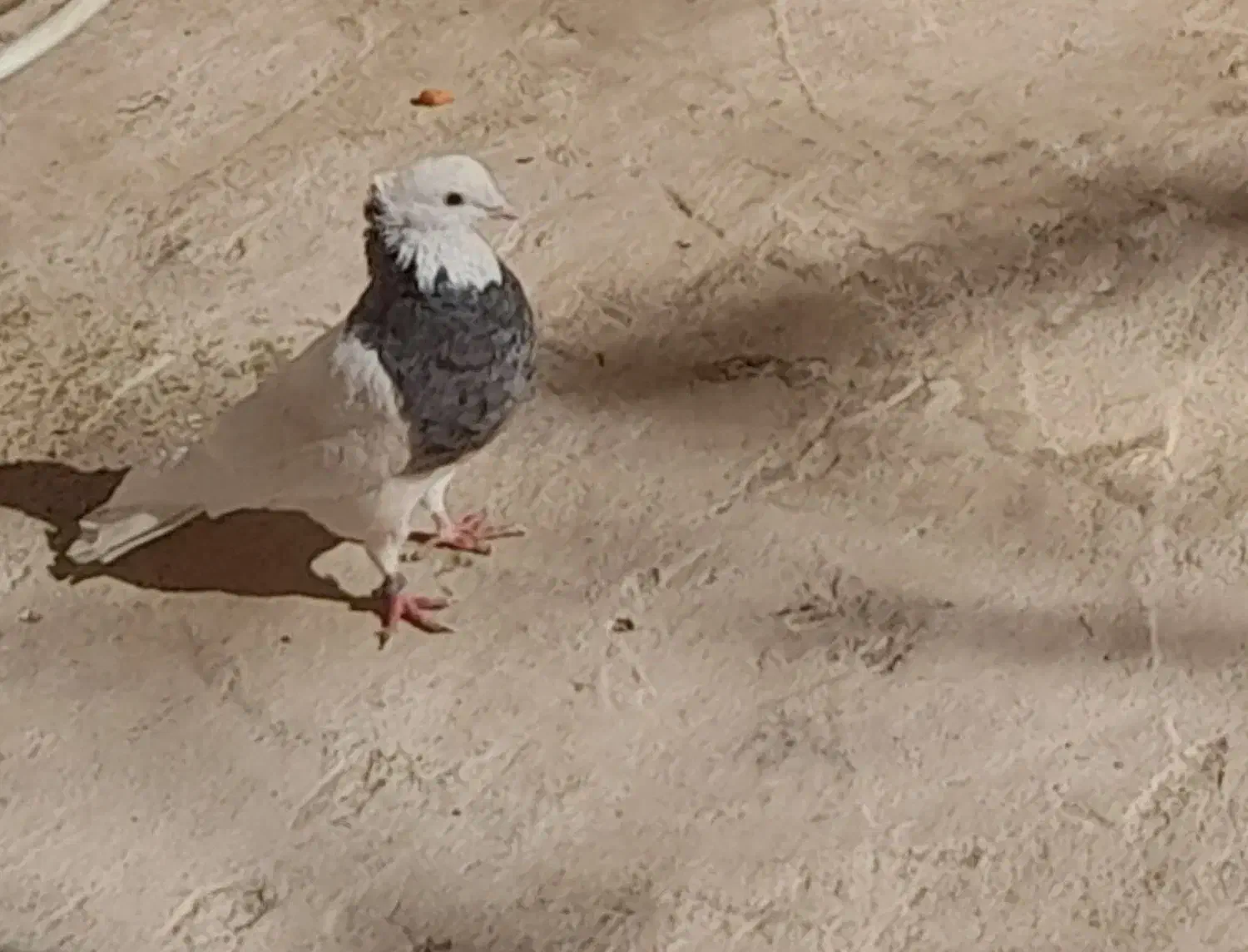 کفتر طوقی|پرنده|بیرجند, |دیوار