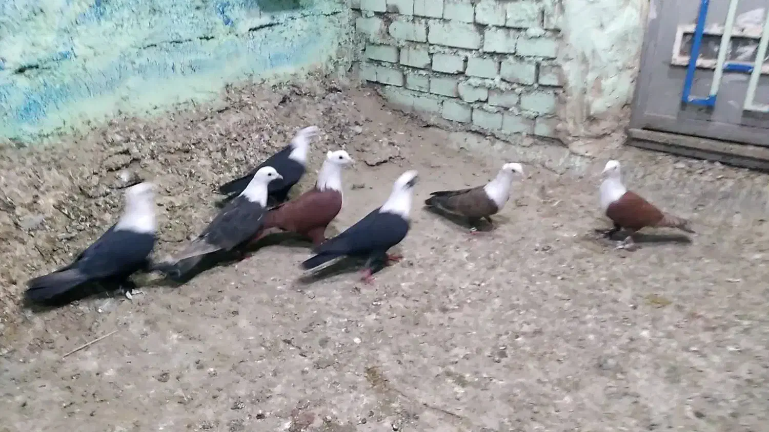 کبوتر کله سفید|پرنده|اهواز, شریعتی جنوبی|دیوار