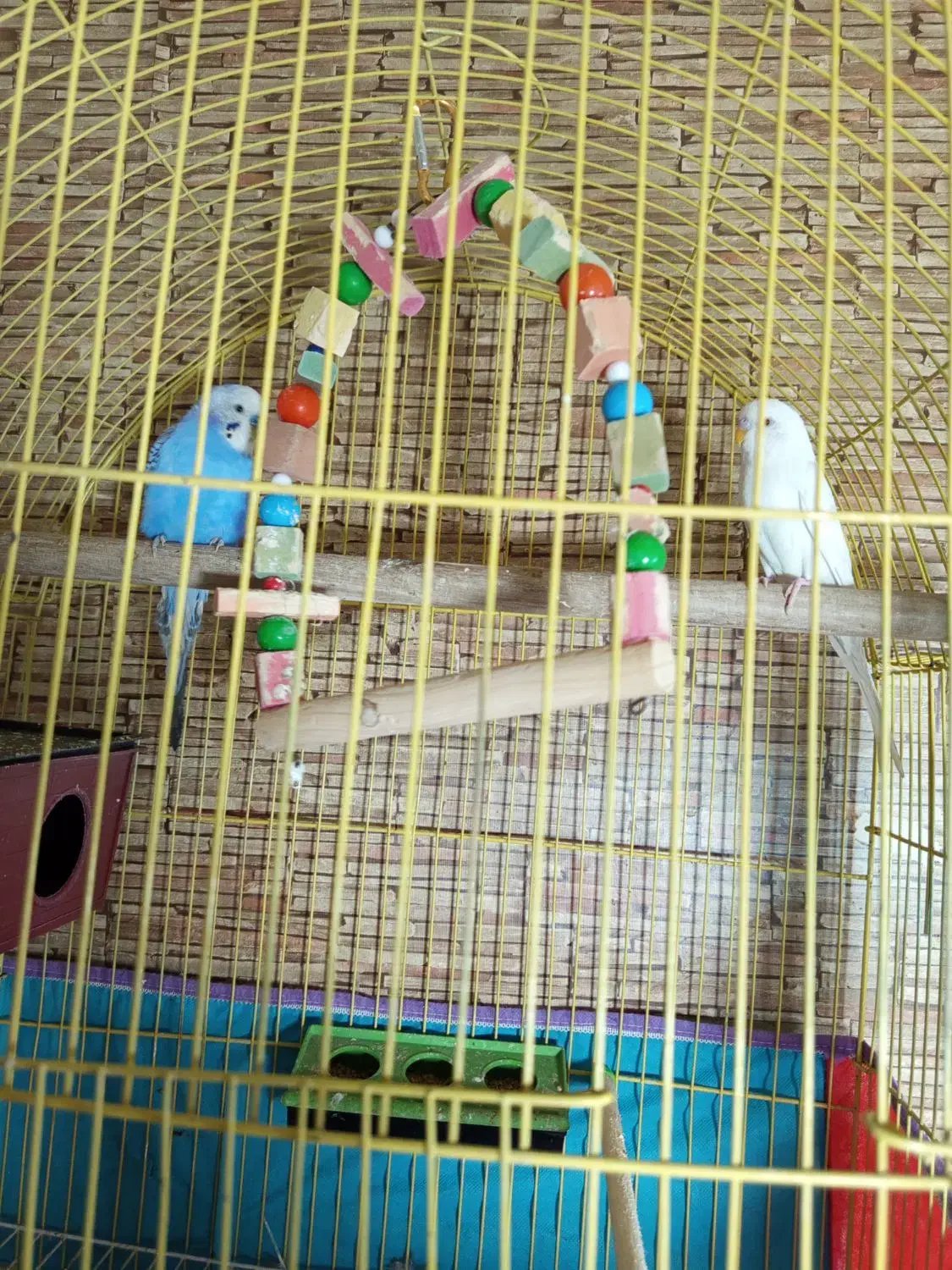 مرغ عشق و فنچ|پرنده|تبریز, |دیوار