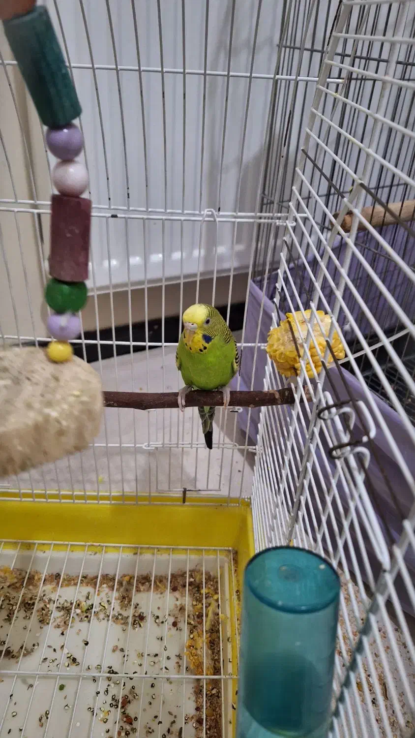 مرغ عشق سالم و سرحال|پرنده|تهران, نازیآباد|دیوار