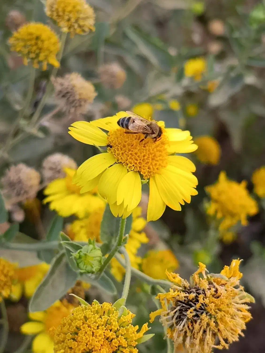 ویپاد|کارت هدیه و تخفیف|نیشابور, دارایی|دیوار