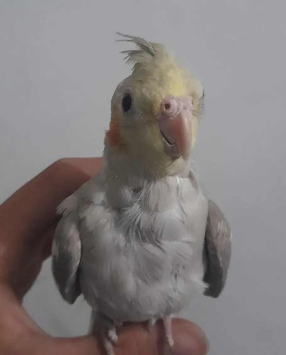 عروس هلندی|پرنده|بافت, |دیوار