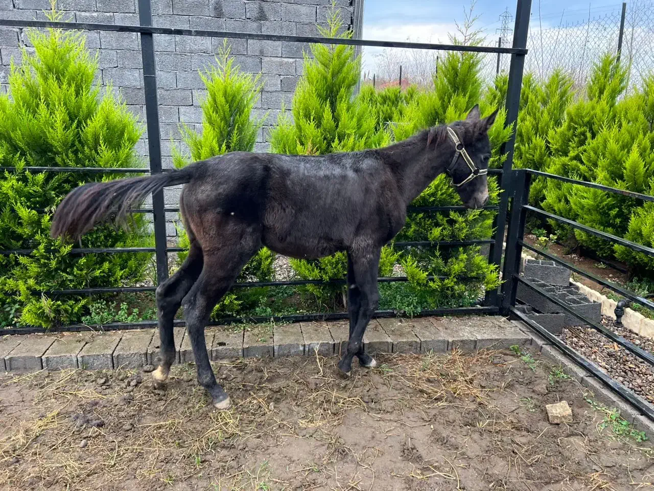 اسب|اسب و تجهیزات اسبسواری|لاهیجان, لیالستان|دیوار