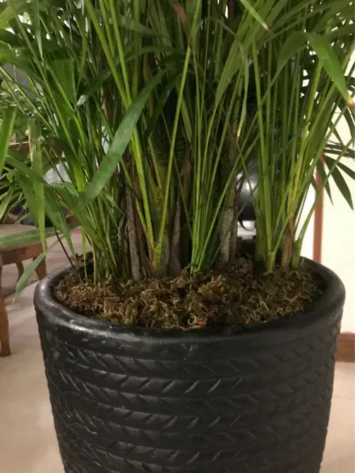 نخل لوکس اریکا ارتفاع ۲.۵۰ بسیارپرشاخه سرحال نایاب|گل و گیاه طبیعی|تهران, صادقیه|دیوار