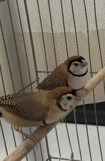 فنج نرگسی مولد و جغدی مولد|پرنده|الوند, |دیوار