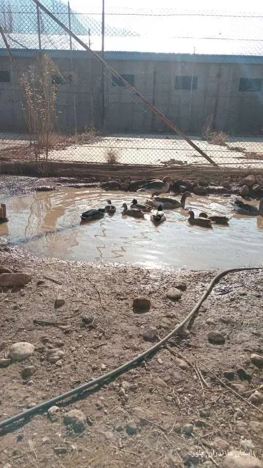 اردک کله سبز پروازی|حیوانات مزرعه|دماوند, دماوند|دیوار