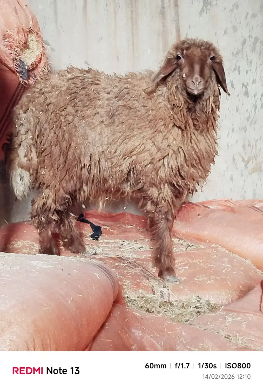 سالم|لوازم جانبی موبایل و تبلت|اهواز, گلدشت|دیوار