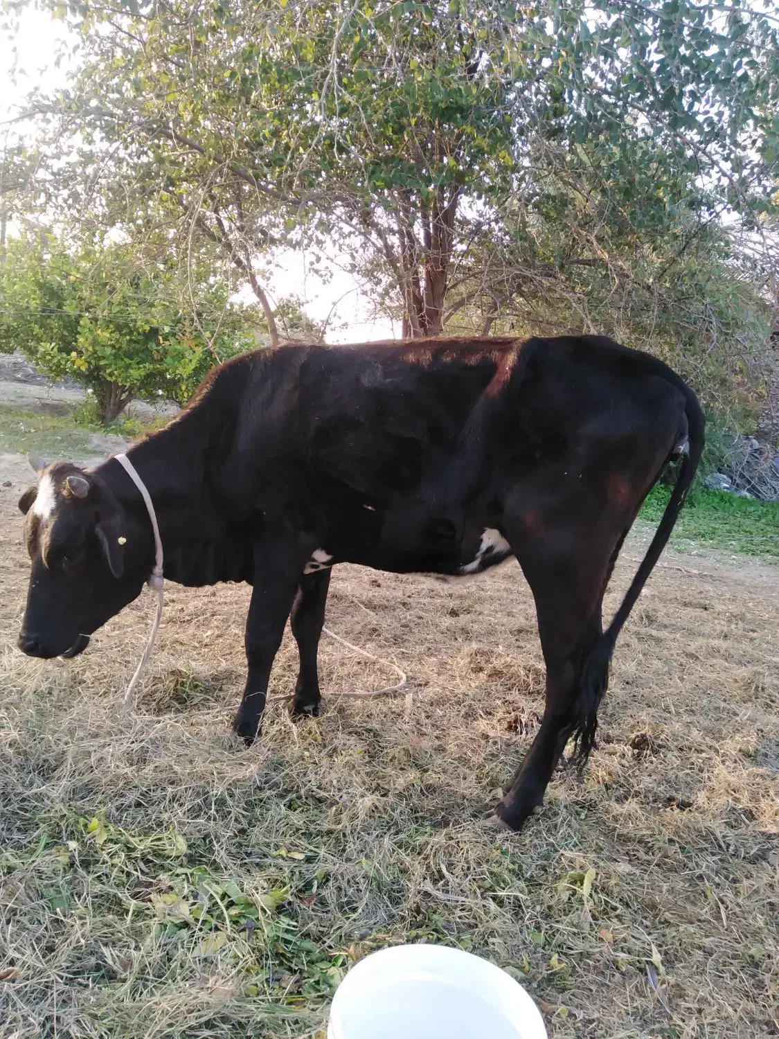 گاو ماده|حیوانات مزرعه|رودان, |دیوار