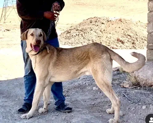 واگذاری پژدر ۱۱ماهه|سگ|بوکان, |دیوار