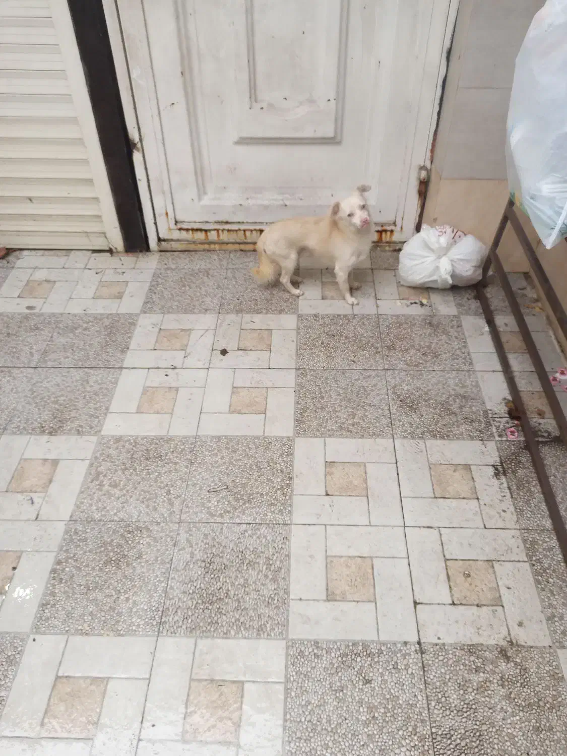 سگ پیدا شده در لاهیحان|سگ|لاهیجان, گلستان|دیوار