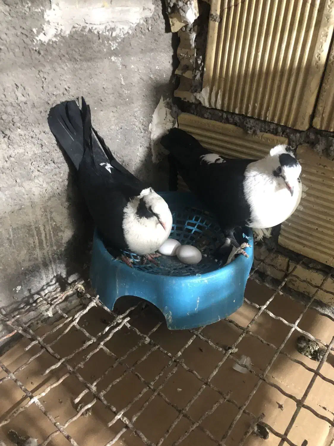 کبوتر|پرنده|آبادان, |دیوار