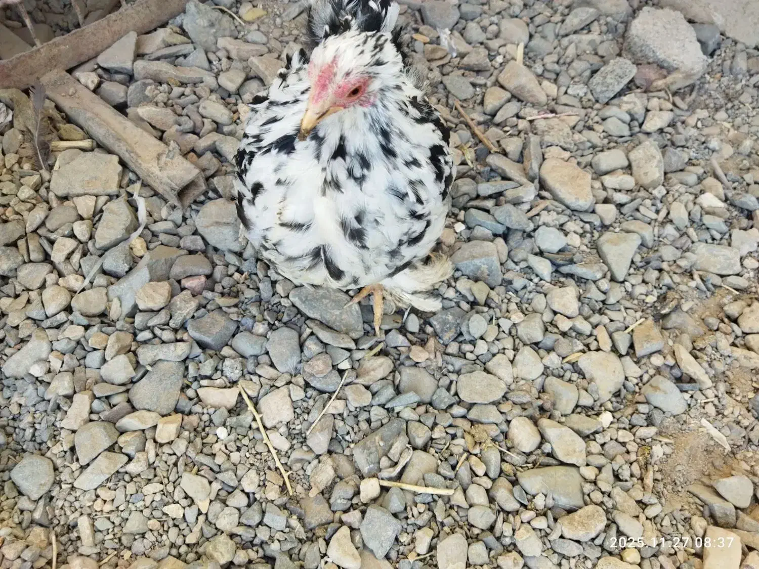 جفت جوجه کوشین|حیوانات مزرعه|کاشمر, |دیوار